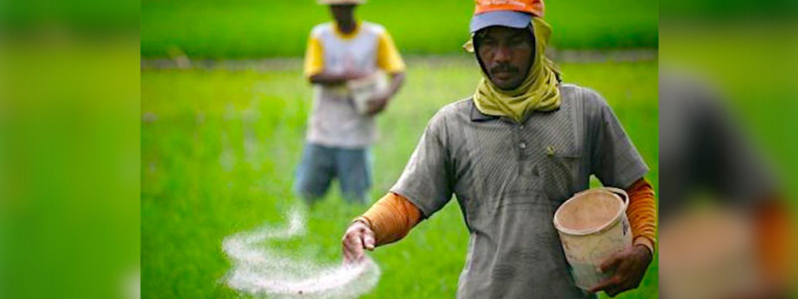 Special Discussion Today on Paddy and Rice Stocks